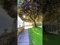 Evergreen Oak Tree Located In Italy