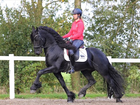 Stal Okkema's Bate - Alwin x Leffert - star stallion - 1.63m - 2016