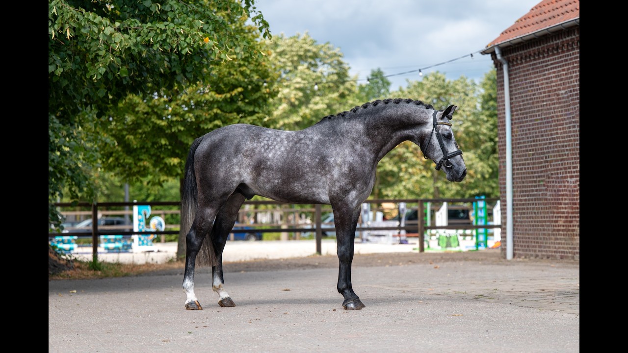 Black Devil (LION HEART Z x ESCAMILLO) video 1