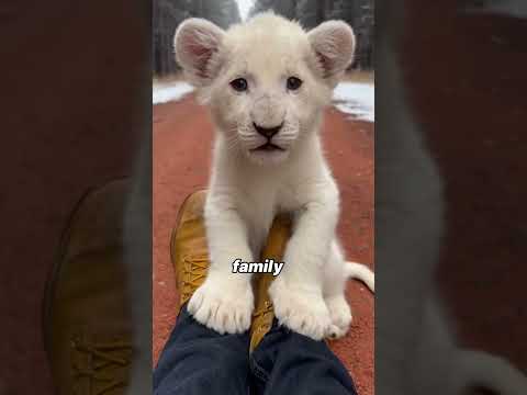 My Dog Was Nursing Something. It Wasn't a Puppy.