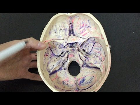 Anatomy of the Cranial Fossae