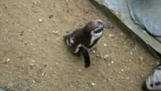 preview picture of video 'Penguins At Whipsnade Zoo'
