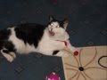 Sam The Skull The Glasgow Cat - Alastair ...