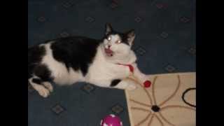 Sam The Skull The Glasgow Cat - Alastair McDonald