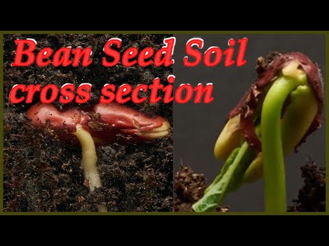 Bean Plant Growth Timelapse, Bean Seed Soil cross section .