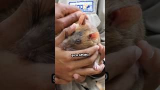 Grateful for these HeroRATs! 🙏🐀 #cambodia #siemreap #apopo #ngo #landminetipsandtricks