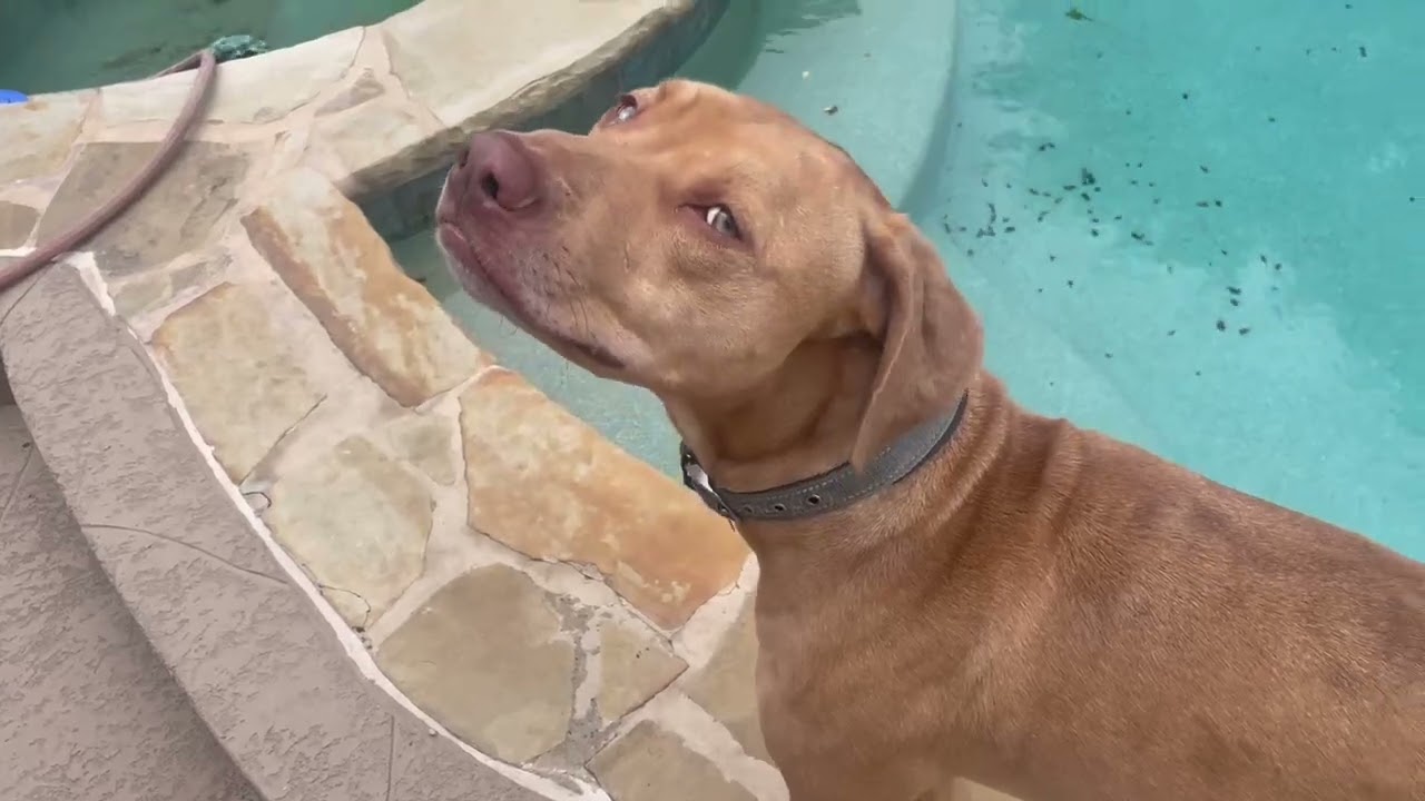 Enlarge Wyatt, a Adoptable mixed breed in Dallas, TX video 5/5