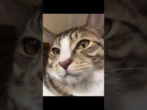 貓咪金勾追-第二屆金腳印獎『毛孩鏡勾追』活動