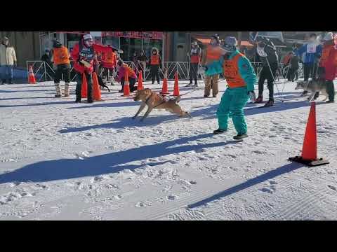 2020 American Birkebeiner Barkie Birkie Skijor