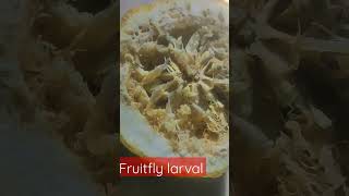 Download lagu Pest ID : Pomelo Fruit larval #fruits #fruitfly #pestcontrol #pestcontrolservices #entomologist mp3 Download lagu Pest ID : Pomelo Fruit larval #fruits #fruitfly #pestcontrol #pestcontrolservices #entomologist mp3