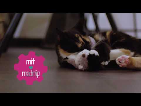 Robocat Fliegende Tiere