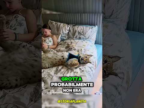 Trovò uno strano gattino in una grotta…ma crescendo diventò irriconoscibile #shorts #italia #shorts