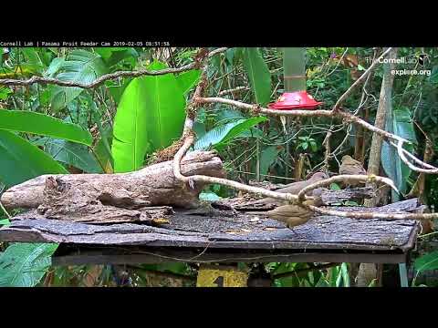 White-tipped Dove Foraging On The Feeder – Feb. 5, 2019
