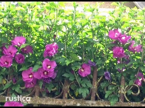 comment soigner un hibiscus en pot