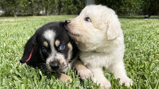 My Rescued Husky Puppies Are Left Outside For the First Time! (Well...Most of Them)