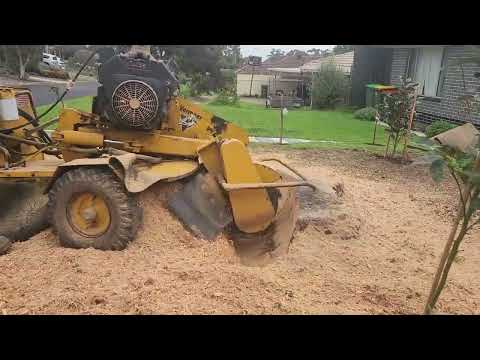 Vermeer 222 grinding large gum tree stump