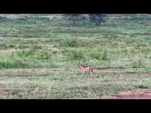 A zorilla at Loldia!