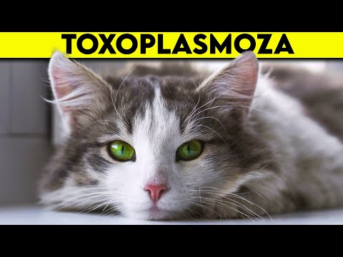 , title : 'Toxoplasmoza la Pisici - Cat De Periculoasa E Pentru Tine?'