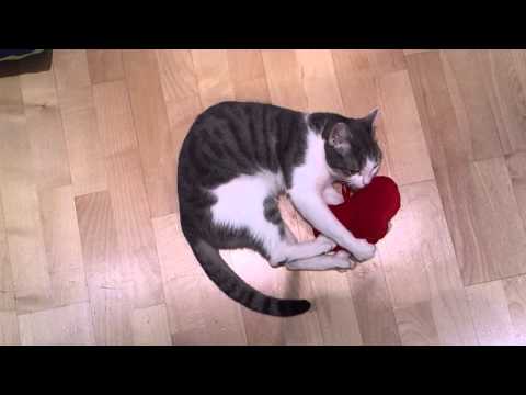 CAT LUANA LOVE KITTY MINZIE
