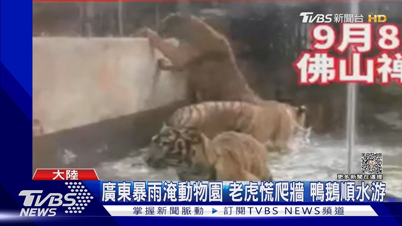 廣東慘淹老虎爬牆求生 遼寧動物園快斷糧