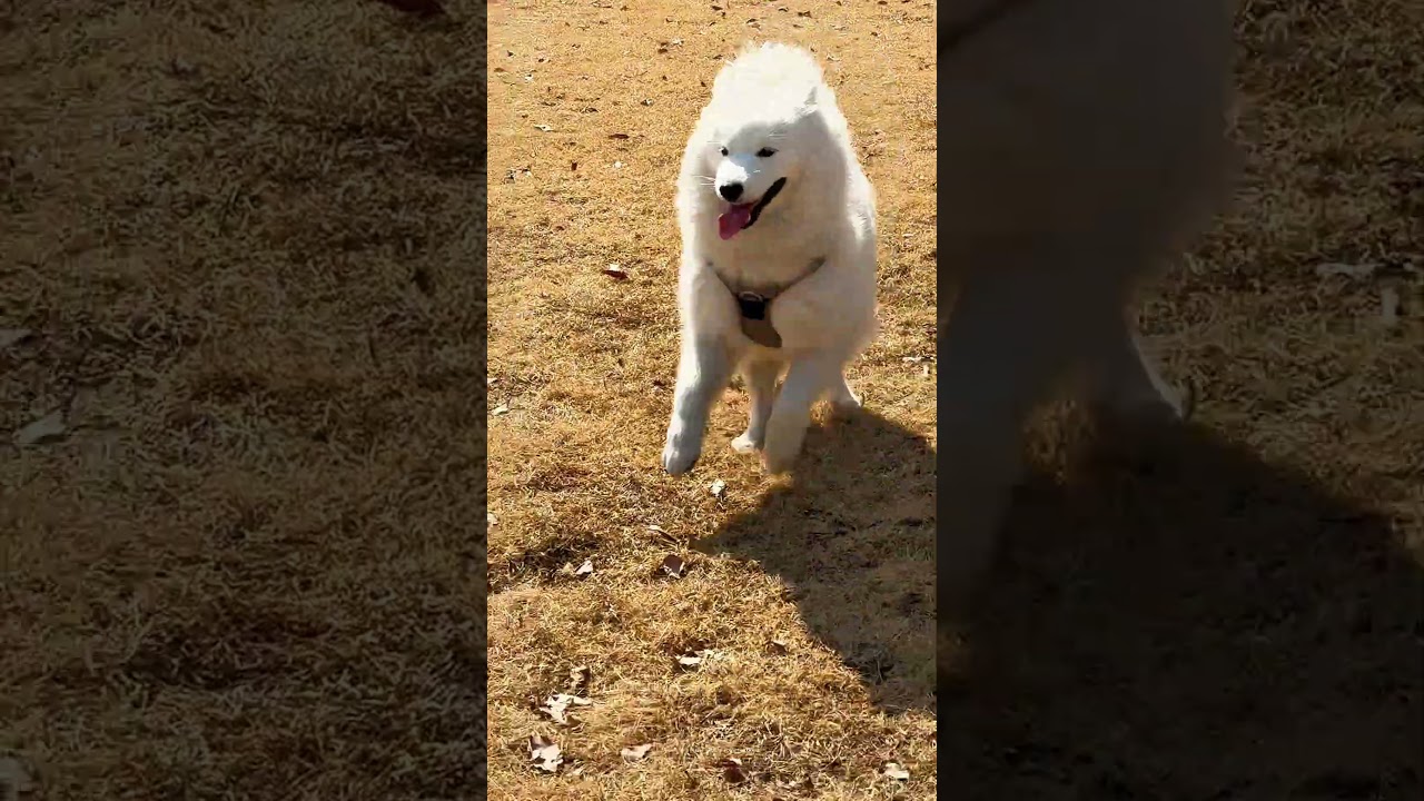 Dog Day…(vlog coming soon 😉)わんこデイ🐶最高でした！#vlog #samoyed #japan #pomeranian #サモエド #ポメラニアン