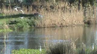 preview picture of video 'Banchi di muggini al Rio Mare Foghe (Riola Sardo)'