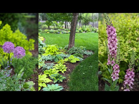 End of May Garden Tour - Alliums, Dianthus, Verbascum & More | Serenity Now Garden