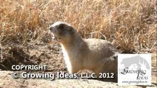 Prairie Dogs CHATTER!