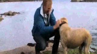 Captain Beefheart - Sugar 'n Spikes