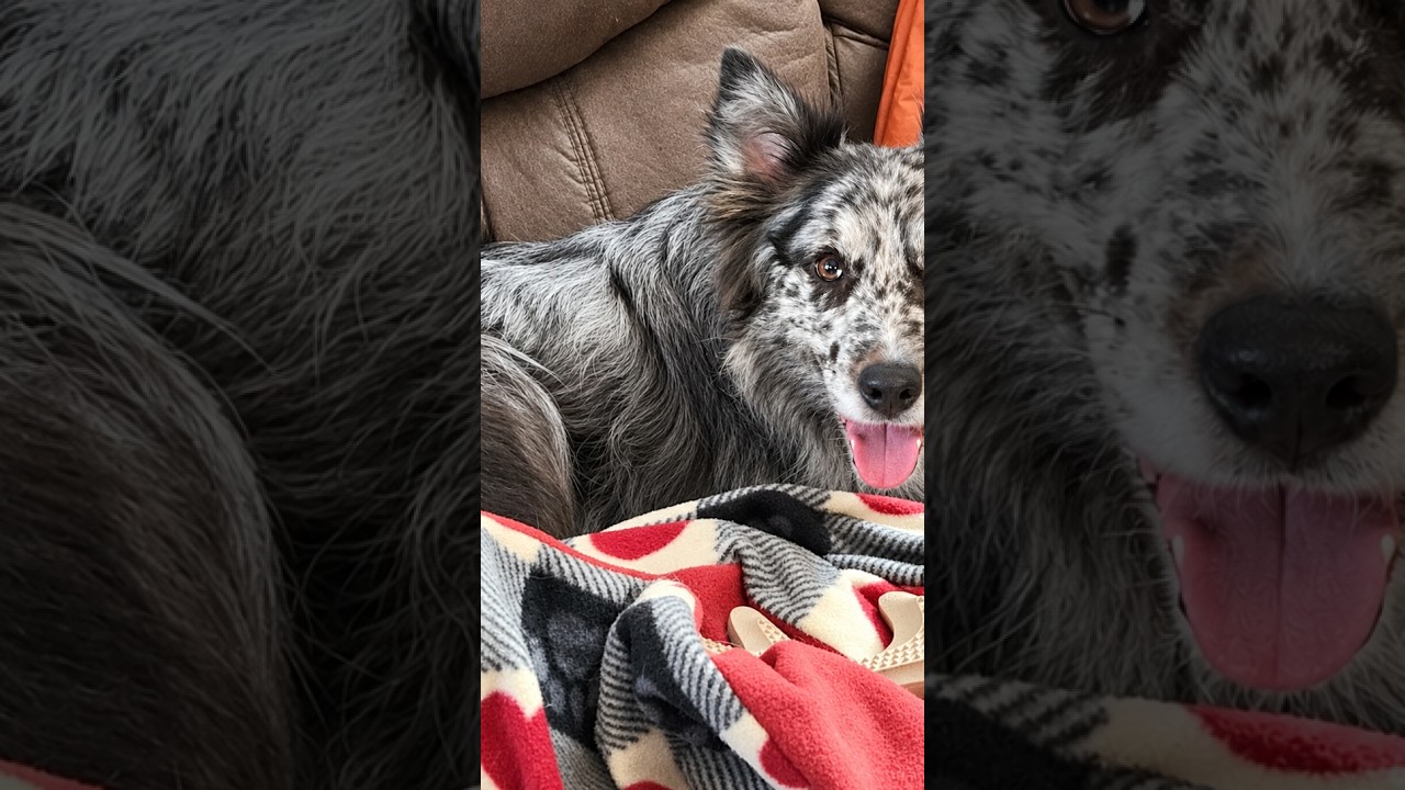 Enlarge Annie, a Adoptable Border Collie in Minneapolis, MN video 6/6