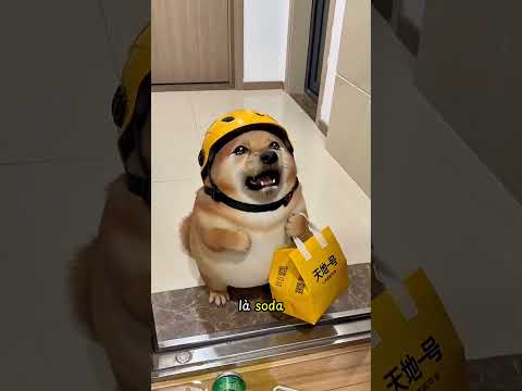 Cô ấy đã làm đổ đồ uống của chú cún xuống đất 😳