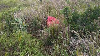 Download lagu Virall!!!Mesum di Gunung Guntur mp3 Download lagu Virall!!!Mesum di Gunung Guntur mp3