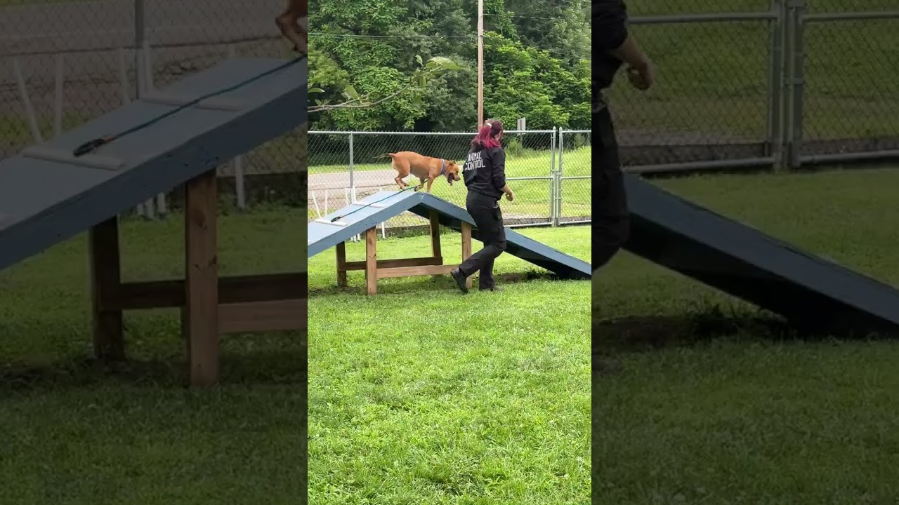 Meet MIMI - Sweet and petite, 3-4 yr old CUDDLEBUG - COURTESY POSTING / WAYNE NJ, a ADOPTABLE American Staffordshire Terrier in Clifton, NJ video 4/6