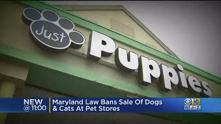 Maryland Law Bans Sale Of Dogs And Cats At Pet Stores