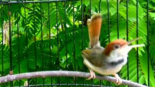 Download lagu prenjak coki gacor ngeroll untuk pikat dan pancing bunyi coki bahan mp3 Download lagu prenjak coki gacor ngeroll untuk pikat dan pancing bunyi coki bahan mp3