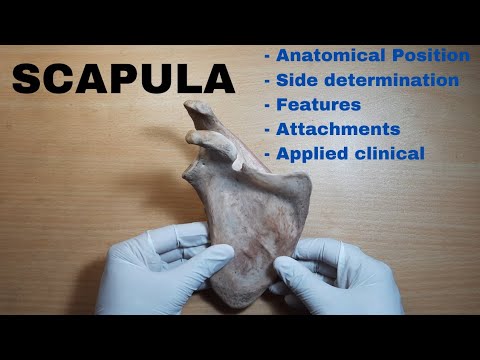 Scapula Anatomy || Bone Demonstration || Features and Attachments || Bones of Upper Limb