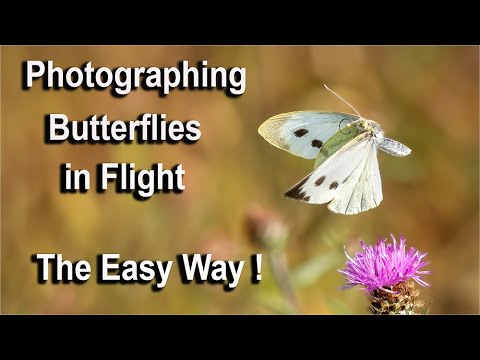 Schmetterlinge im Flug fotografieren – ganz einfach – mit der OM1 und Pro Capture