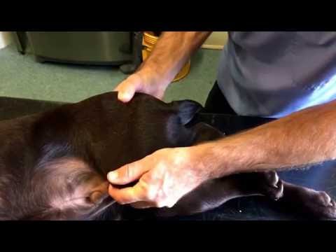 Prueba de displasia de cadera mediante el signo de Ortolani en perros