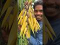 మొగలి పువ్వులు Mogali Flowers Shorts Ytshorts Arakutribalculture