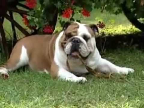 angol bulldog ízületi betegség)
