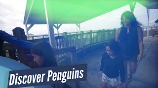 Discover Penguins Encounter - Gulfarium Marine Adventure Park