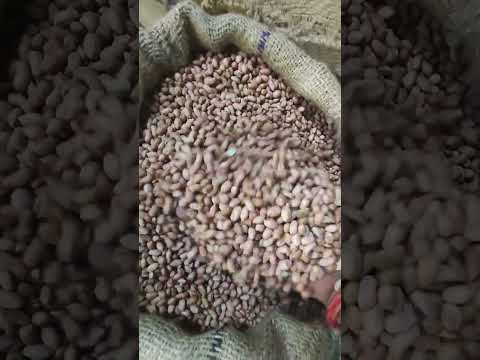 Groundnut oil seeds