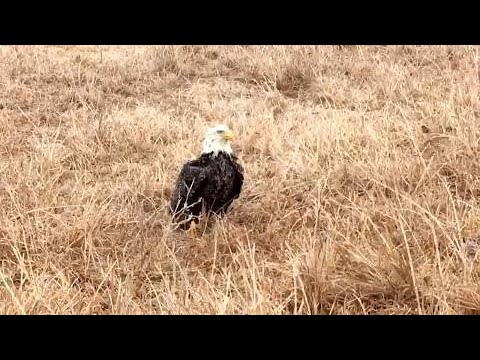 La guardia forestale lascia scongelare un'aquila calva nel suo camion dopo una tempesta di ghiaccio