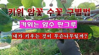 [텃밭농부 2,265]  키위나무의 암꽃과 수꽃을 구분하는 방법! #키위재배