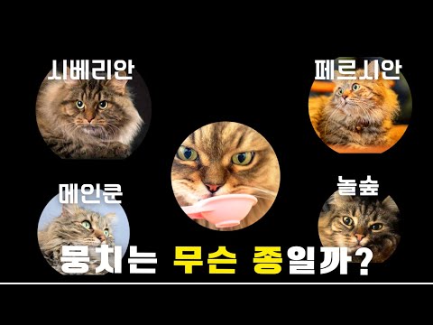 유기묘 품종은 시베리안? 페르시안? 메인쿤? 놀숲?