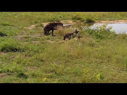 Djuma: Warthogs - 14:26 - 03/26/21