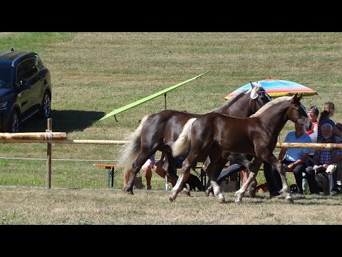 13. Dachstein - SchwK Hengst v Drachenfels x Elina - Kaltblut FS Kohlenbach am 13.08.2022 Goldfohlen