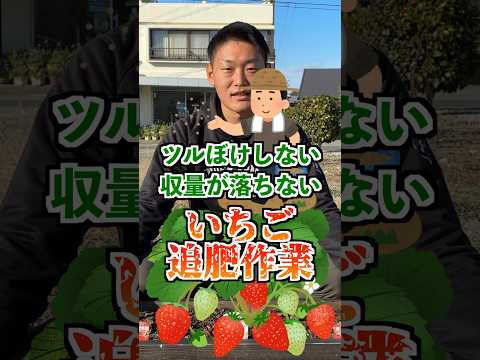 イチゴの肥料はいつ、どのように与えるのですか？一番良い肥料は何でしょうか？  庭園