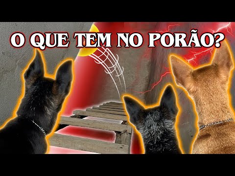 O QUE TEM NO PORÃO? COMPILADO PEQUENOS PRÍNCIPES