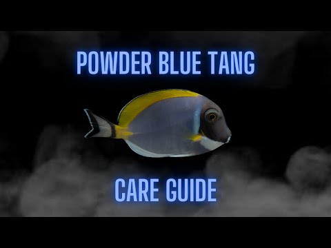 Powder Blue Tang (FULL Care Guide)